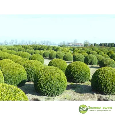 Ива ломкая Шаровидная с доставкой! 🌱 [Р733453]