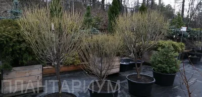 Саженцы Ивы Шаровидной из питомника купить в Челябинске