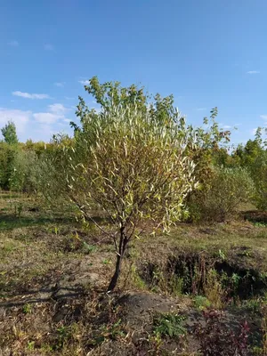 Липа Сердцелистная