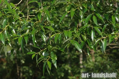 Ива ломкая ф. шаровидная (Salix fragilis Bullata) купить для посадки в  Москве