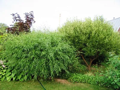 Ива пурпурная шаровидная (Salix purpurea) 170 см, цена в Санкт-Петербурге  от компании Вилла-планта (садовый центр и питомник растений, ландшафтное  бюро)