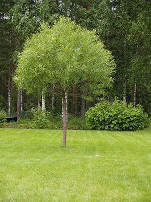Ива ломкая, шаровидная (Salix fragilis) | Ракита. Питомник растений