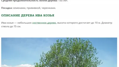 Ива (Salix)