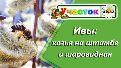 Ива козья килмарнок саженцы купить в Москве по цене от 500 руб.