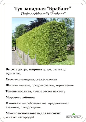 Купить саженцы Ива Шаровидная козья (0,5 литра) от Питомник Семена.ру, 15157