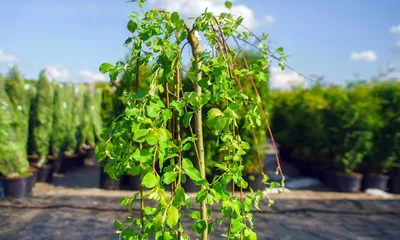 Саженец ивы шаровидной Козья (верба плакучая) фото и описание сорта 🌱  купить саженец ивы шаровидной Козья (верба плакучая) почтой недорого в  Донецке