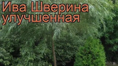 Ива Шверина улучшенная, Горшок Р9, 1 шт, Август 2023, (6943769) - Купить по  цене от 257.00 руб. | Интернет магазин SIMA-LAND.RU