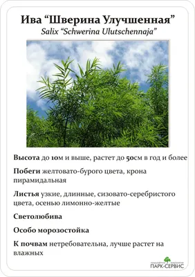 Ива декоративный Шверина (salix schwerina ulutschennaja) 🌿 обзор: как  сажать, саженцы ивы Шверина - YouTube