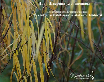 Ива \"Шверина Улучшенная\", Salix \"Schwerina Ulutschennaja\"