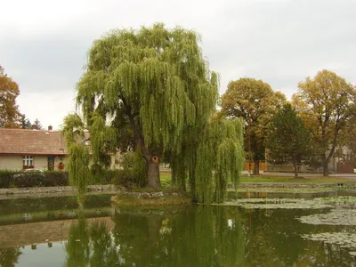 Ива лоза красная, лоза желтая, Rarida, Рубенс, Светлокорая, Шерстистая,  Шверина, серебристая, цена в Перми от компании Природные ресурсы