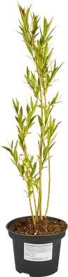 Ива Шверина - Salix schwerinii - Изображение растения - Плантариум |  Растения, Вид