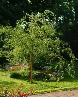 Ива Свердловская извилистая с доставкой! 🌱 [Р733309]