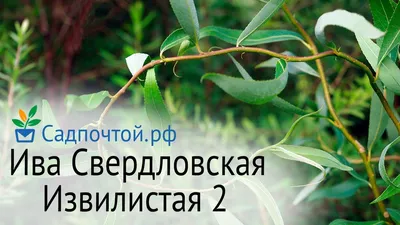 Ива Свердловская извилистая купить с доставкой в г. Муром - цена от 1089.00  руб