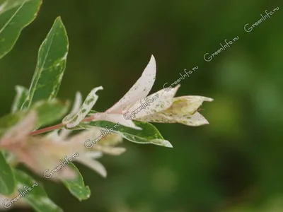 Ива цельнолистная \"Хакуро Нишики\" (Salix integra 'Hakuro-nishiki\") -  Питомник и Садовый центр Русские Деревья