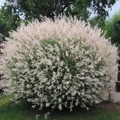 Ива цельнолистная Хакуро-нишики (Hakuro-nishiki) купить в Украине.