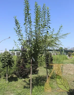 Ива цельнолистная Хакуро Нишики - купить в питомнике в Гродно