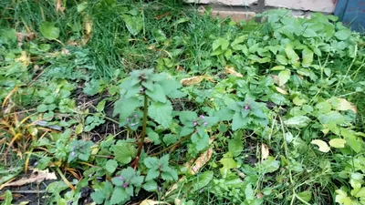 Цветущая ива и кукушкин лён.