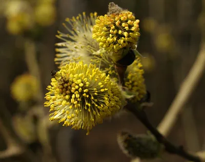 Ива удинская Секка Salix udensis Sekka - купить декоративные и хвойные  растения с доставкой по Украине в магазине Добродар