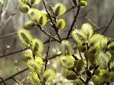 Ива козья (Salix caprea) — купите саженцы в контейнере в Краснодаре -  Прекраснодар — новогодние ёлочные базары в Краснодаре