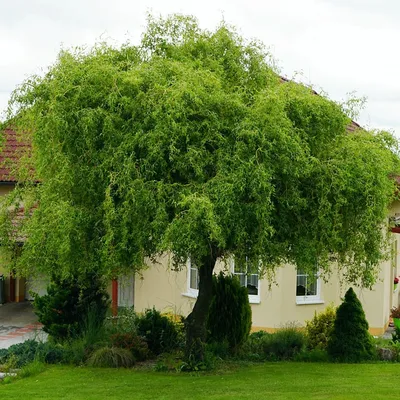 Ива в ландшафтном дизайне - 69 фото