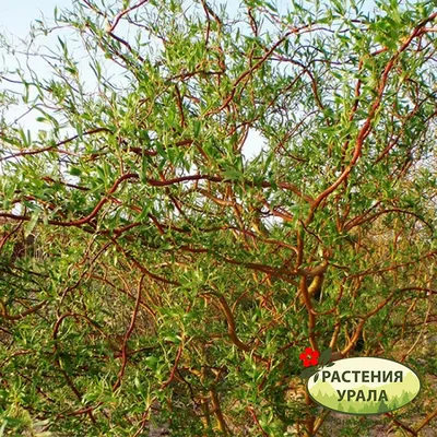 Ива извилистая \"Erytroflexuosa\" (Salix \"Erytroflexuosa\")