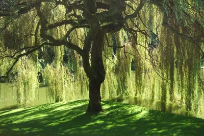 Ива золотистоволосистая (Salix sepulcralis)