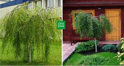 Ива остролистная (верба) — Рассада цветов и овощей.