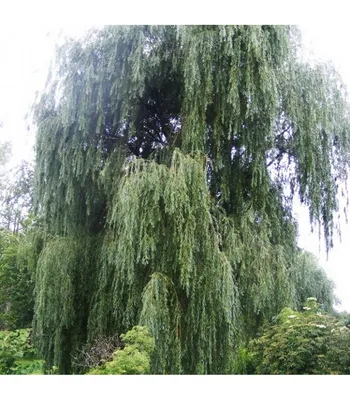 Ива Памяти Миндовского (Salix Pamyati Mindovskogo)