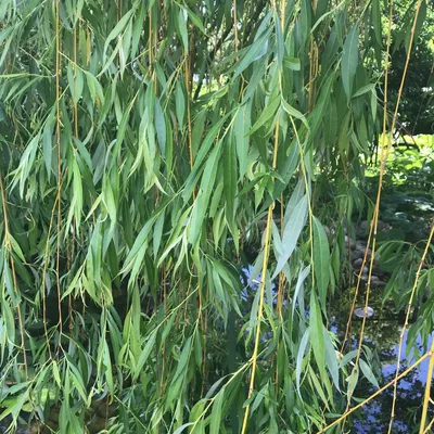 Ива вавилонская - Salix babylonica (SALICACEAE) - SMS Marmara Group