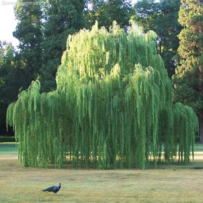Ива вавилонская плетенная Salix babylonica 100-130 — цена в LETTO