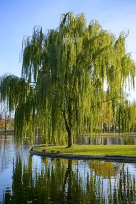 Ива вавилонская (Salix babylonica) — Азовский лесопитомник