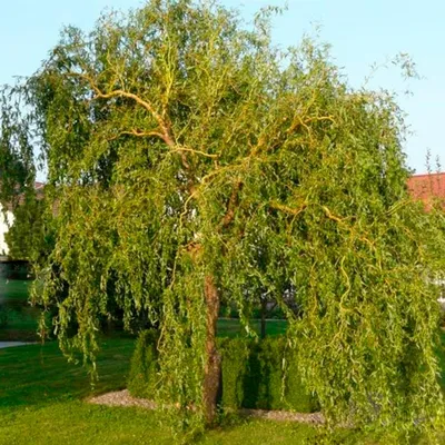 Ива вавилонская: купить в Москве саженцы Salix babylonica в питомнике  «Медра»