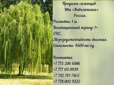 Ива вавилонская Криспа Salix babylonica Crispa - купить декоративные и  хвойные растения с доставкой по Украине в магазине Добродар