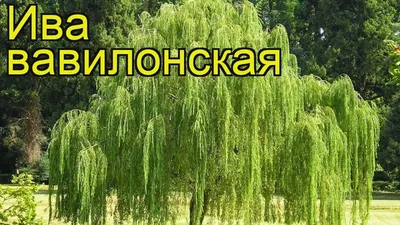 Ива Вавилонская \"Salix Babylonica\" купить по цене цена по запросу от  питомника саженцев и растений Центросад | Фото и консультация по уходу