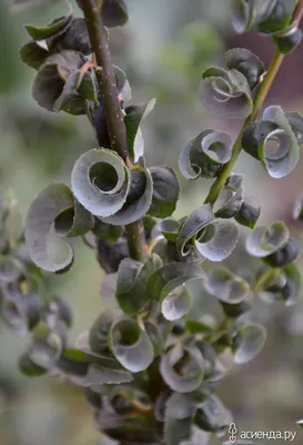 Ива вавилонская, salix babylonica