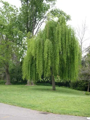 Ива вавилонская - Salix babylonica (SALICACEAE) - SMS Marmara Group