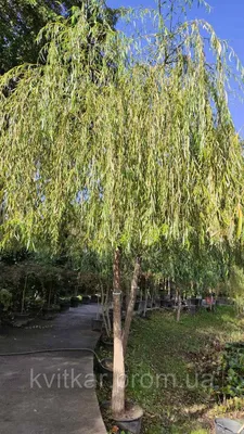 Ива вавилонская - Salix babylonica (SALICACEAE) - SMS Marmara Group