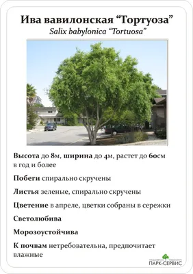 Саженцы Ива Вавилонская Криспа купить в Москве и РФ. Описание сорта. Пункты  самовывоза. Почтой (наложенный платеж). Доставка курьером по МО.