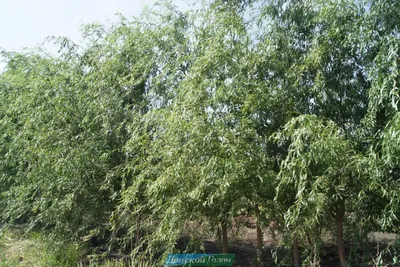 Сеянец ивы Матсуды (Salix Matsudana) фото и описание сорта 🌱 купить сеянец  ивы Матсуды (Salix Matsudana) почтой недорого в Тамбове