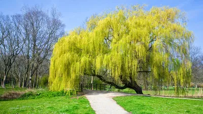 Ива плакучая зеленая (сеянец) фото и описание сорта 🌱 купить ива плакучая  зеленая (сеянец) почтой недорого в Рязани