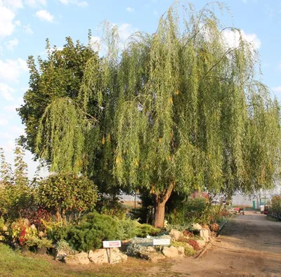 Salix babylonica - Wikipedia, le encyclopedia libere