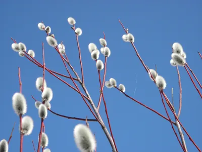Ива остролистная (Верба) (Salix acutifolia) - описание сорта, фото,  саженцы, посадка, особенности ухода. Дачная энциклопедия.