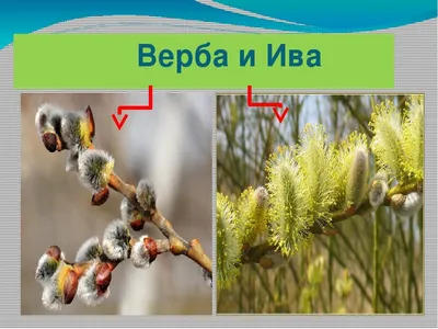 Верба или Ива - в чем разница? | Записки Знахарки | Дзен