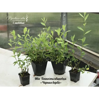 Ива козья (Salix caprea) — купите саженцы в контейнере в Краснодаре -  Прекраснодар — новогодние ёлочные базары в Краснодаре