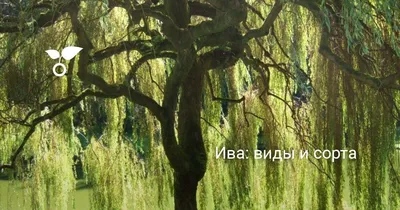Ива: виды и сорта | Ландшафт, Идеи озеленения, Вид