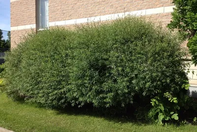 Ива ломкая (ракита) / Salix fragilis | Декоративные растения и кустарники ,  каталог саженцев \"Вострасад\"