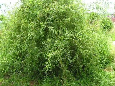 Купить саженцы Ивы извилистой Матсудана 🌱по цене от 390₽ из питомника с  доставкой | Питомник «Зелёная Фазенда»