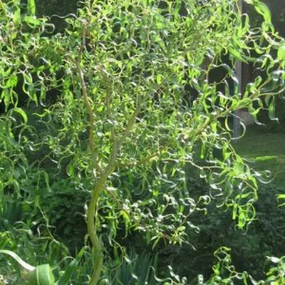 Ива \"Свердловская Извилистая 2\" (Salix hybrida\"Sverdlovskaja Isvilistaja  II\") - Питомник и Садовый центр Русские Деревья