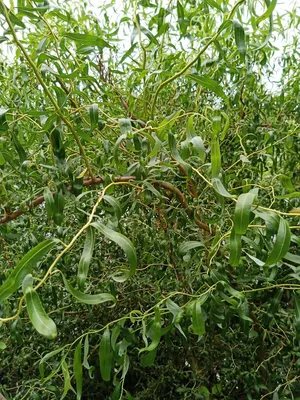 Ива Матсудана (Salix matsudana) — купите саженцы в контейнере в Краснодаре  - Прекраснодар — садовый центр в Краснодаре