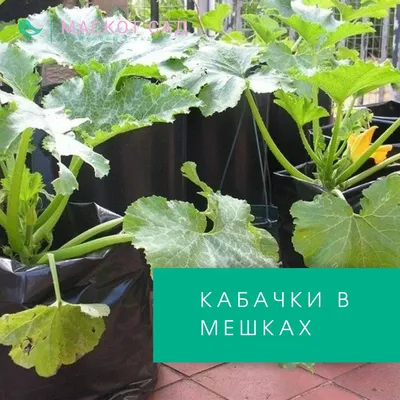 Купить семена кабачка и патиссона с доставкой по России